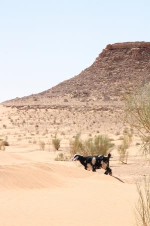 Timbain et les nomades