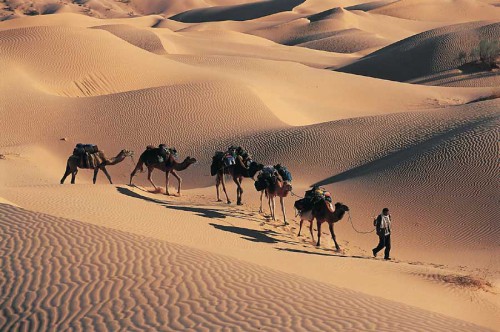 désert,sahara,grand erg oriental,antoine de saint-exupéry,théodore monod,sud,tunisie,méharée,caravane,nomade,bédouin,trek,trekking,routard,voyage forum,tente bédouine,chameau,chamelle,dume,dune,erg,reg,source,puits,sif es souane,sif essouane,timbain,huidhat erreched,elmida,dekenis elkebir,dekenis esseghir,oummi henda,aouinat rajah,douz,sabria,ghlissia,zaafrane,elfawar,ghidma,rejim maatoug,rose des sables,elbellaa,bir elghar,shot hejria,ben grira,mhemmed eslii,sid merzoug,bir azeit,bir romane,djebil park